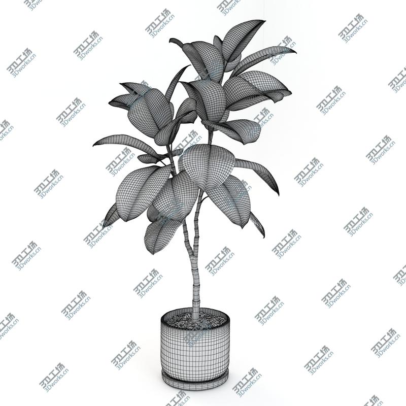 images/goods_img/2021040231/Ficus elastica decora medium/3.jpg